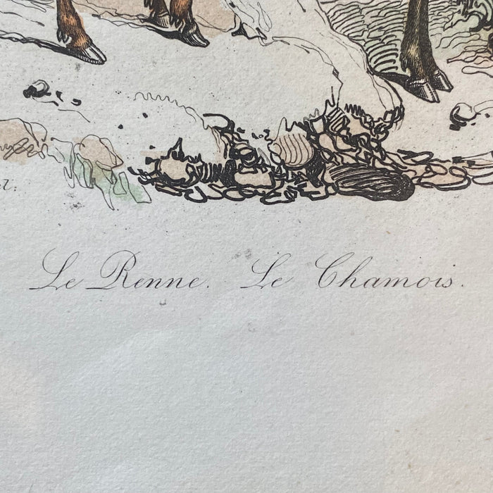 French Antique 18th Century "Le Renne" Reindeer Animal Engraving Hand Colored Signed Artwork