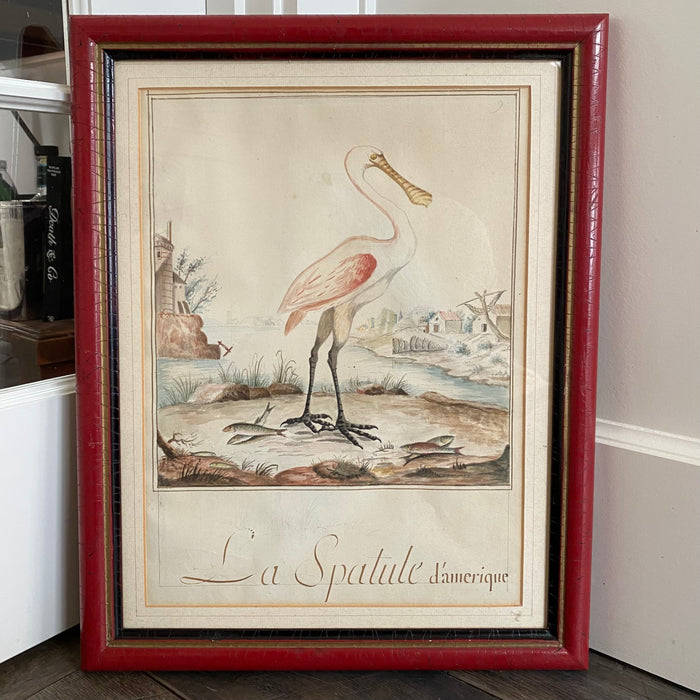 1791 French Original Pen & Gouache Drawing of a Spoonbill Bird from Paris, France