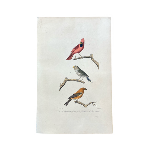 French Antique 18th Century "Le Cardinal Huppe" Bird Engraving Hand Colored Signed Artwork