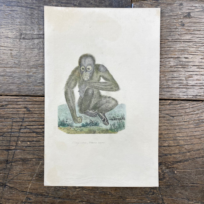 French Antique 18th Century "Orang-Outan" Orangutan Animal Engraving Hand Colored Artwork