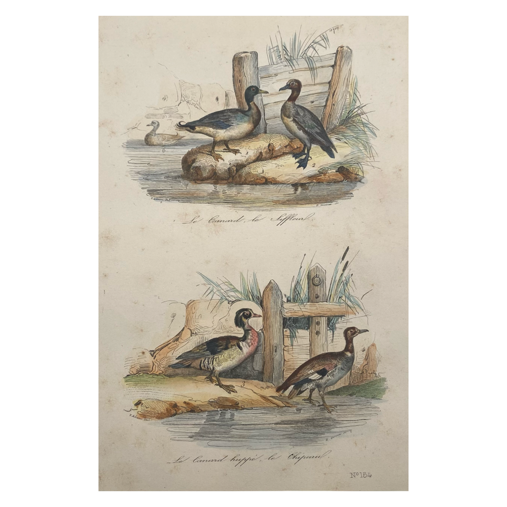 French Antique 18th Century “Le Canard” Bird Engraving Hand Colored Signed Artwork