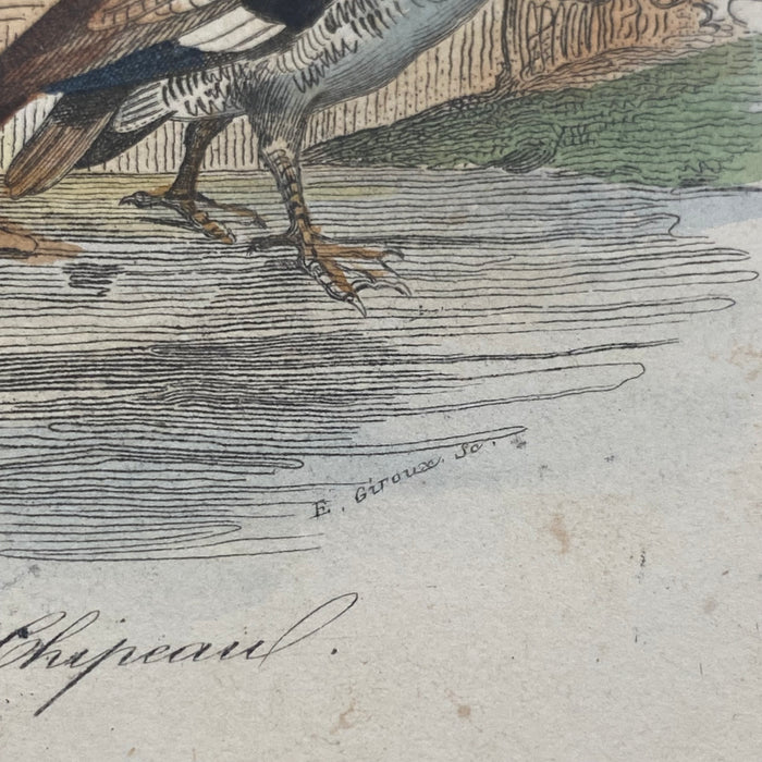 French Antique 18th Century “Le Canard” Bird Engraving Hand Colored Signed Artwork