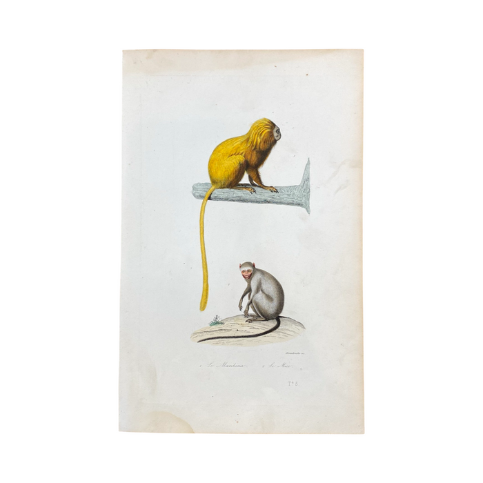 French Antique 18th Century "Le Marikina" Monkey Animal Engraving Hand Colored Signed Artwork