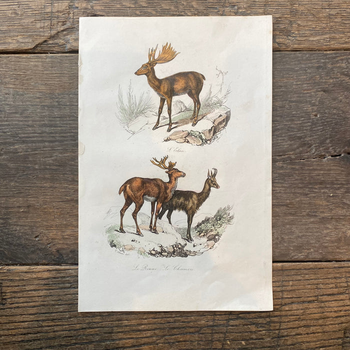 French Antique 18th Century "Le Renne" Reindeer Animal Engraving Hand Colored Signed Artwork