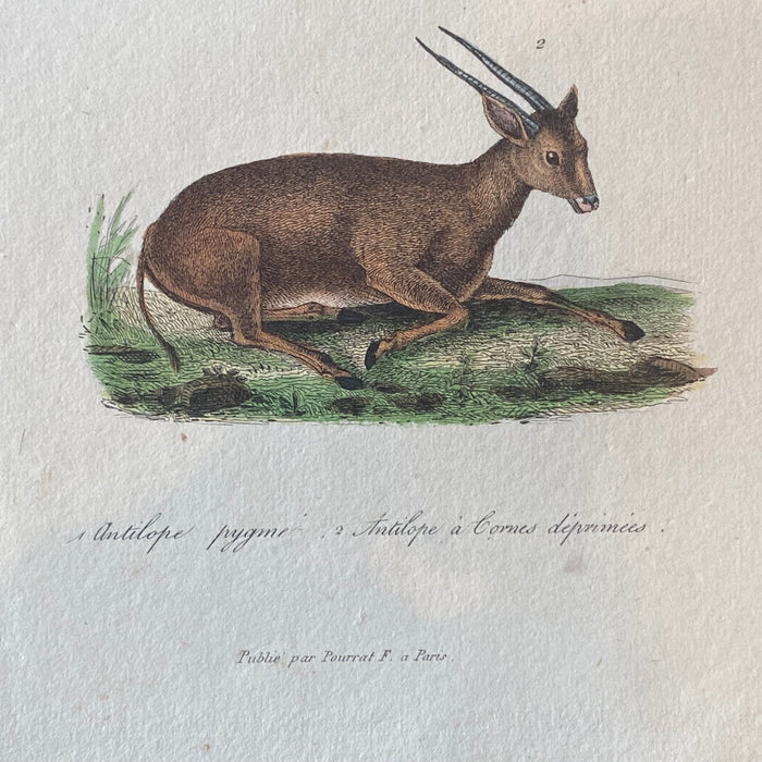 French Antique 18th Century "Antilope" Engraving Hand Colored Artwork