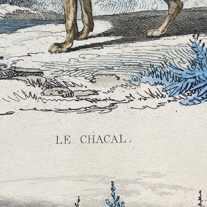 French Antique 18th Century "Le Chacal" Animal Engraving Hand Colored Signed Artwork