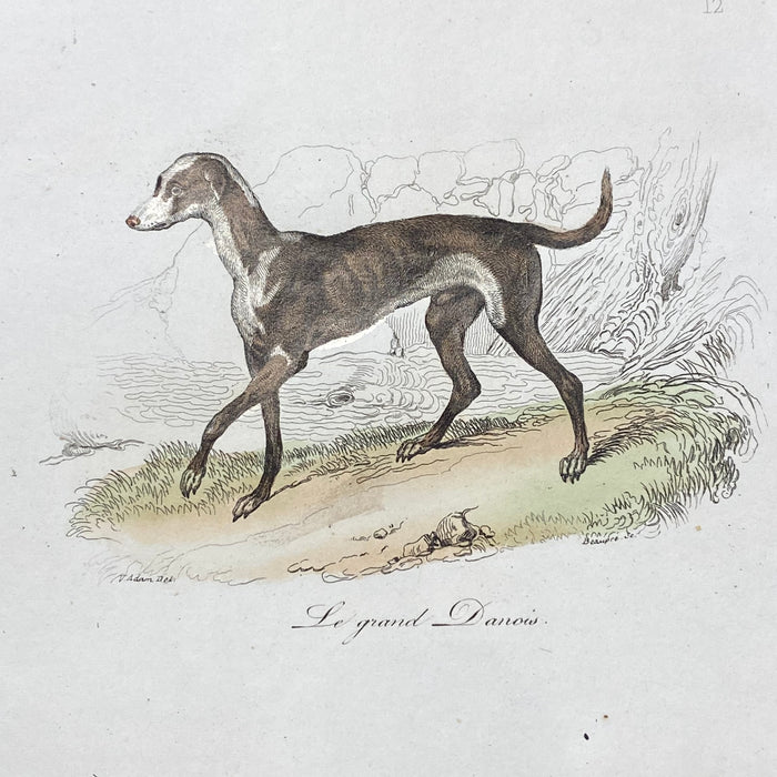 French Antique 18th Century "Le Grand Danois" Dog Engraving Hand Colored Signed Artwork