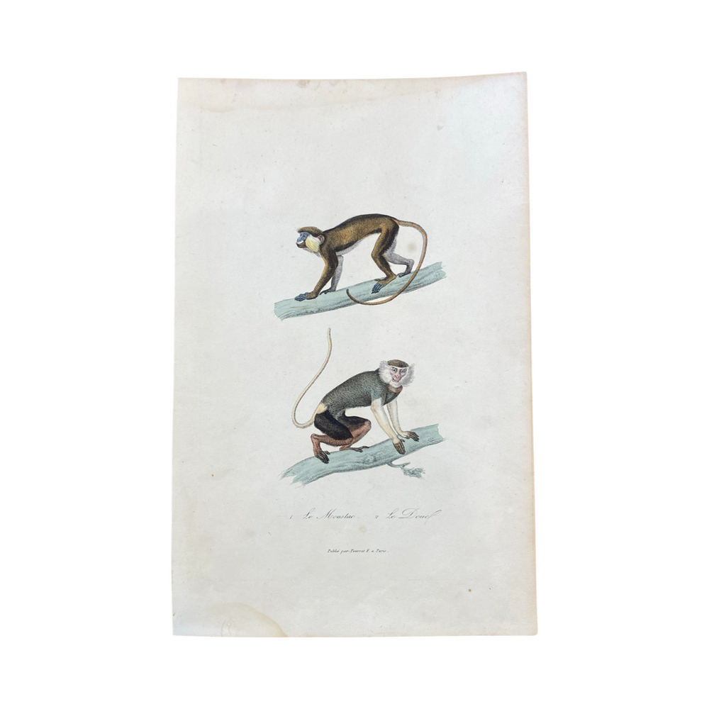 French Antique 18th Century "Le Moustac" Monkey Animal Engraving Hand Colored Artwork