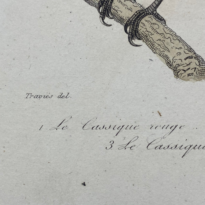 French Antique 18th Century "Le Cassique Huppe de Cayenne" Bird Engraving Hand Colored Signed Artwork