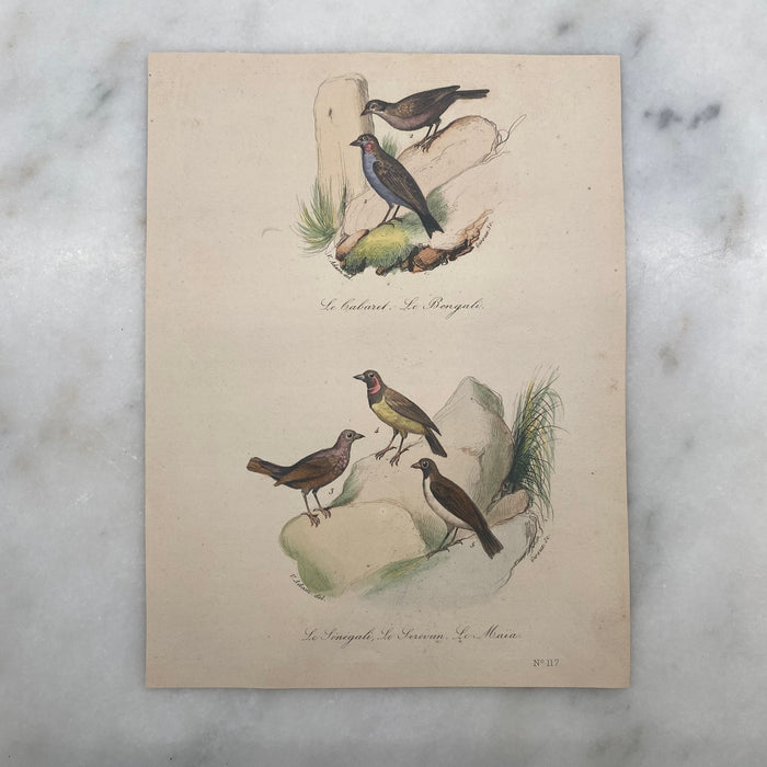 French Antique 18th Century “Le Bengale” Bird Engraving Hand Colored Signed Artwork