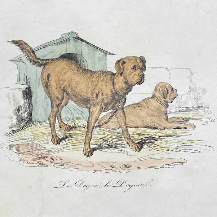 French Antique 18th Century "Le Chion de Berger" Dog Engraving Hand Colored Signed Artwork