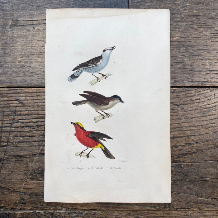 French Antique 18th Century "Le Vanga" Bird Engraving Hand Colored Signed Artwork