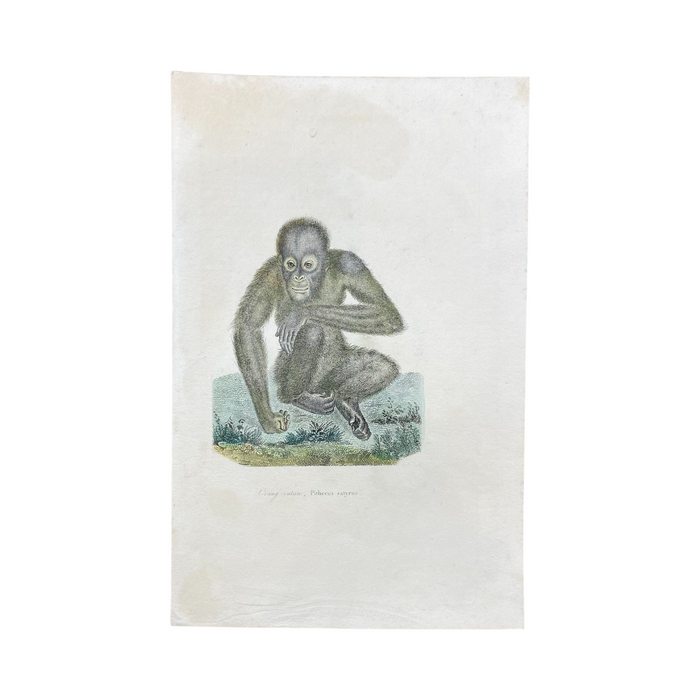 French Antique 18th Century "Orang-Outan" Orangutan Animal Engraving Hand Colored Artwork