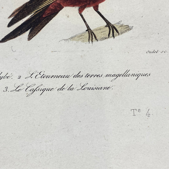 French Antique 18th Century "Le Calybe" Bird Engraving Hand Colored Signed Artwork