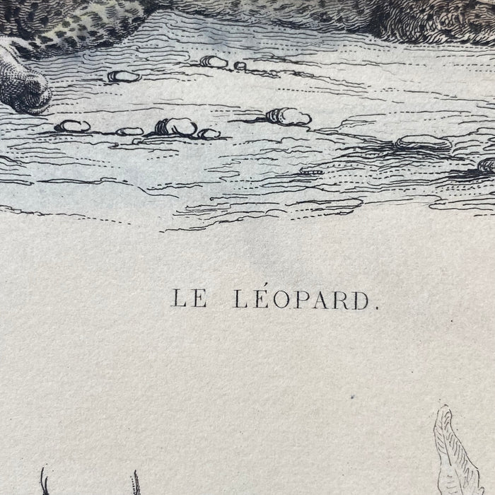 French Antique 18th Century "Le Leopard" Animal Engraving Hand Colored Signed Artwork