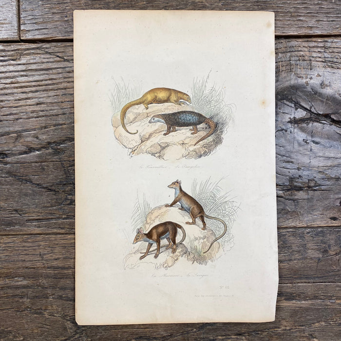 French Antique 18th Century "Le Fourmillier" Animal Engraving Hand Colored Signed Artwork