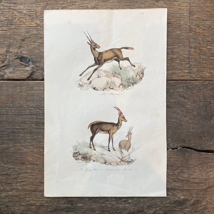 French Antique 18th Century "La Gazelle" Animal Engraving Hand Colored Signed Artwork