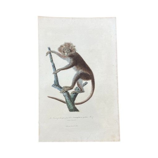 French Antique 18th Century "Le Semnopitheque" Monkey Animal Engraving Hand Colored Artwork