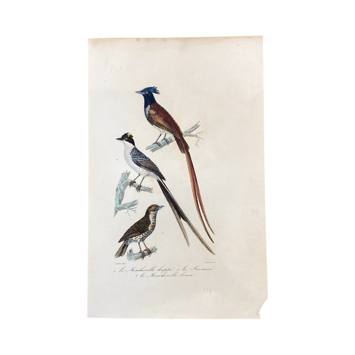 French Antique 18th Century Bird Engraving Hand Colored Signed Artwork