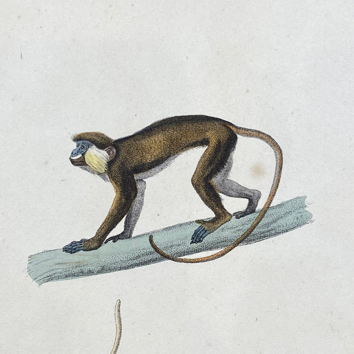 French Antique 18th Century "Le Moustac" Monkey Animal Engraving Hand Colored Artwork