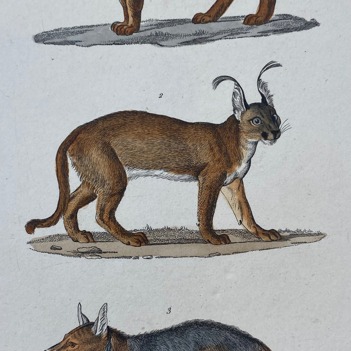 French Antique 18th Century "Le Chacal" Animal Engraving Hand Colored Signed Artwork