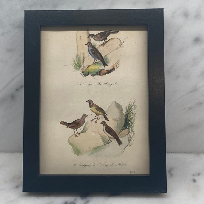 French Antique 18th Century “Le Bengale” Bird Engraving Hand Colored Signed Artwork