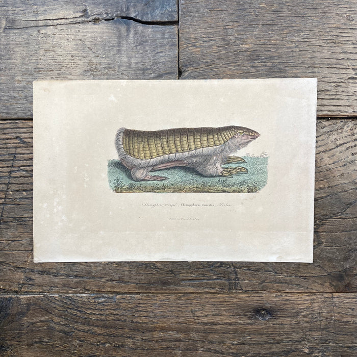 French Antique 18th Century "Chlamyphorus Tronque" Animal Engraving Hand Colored Artwork