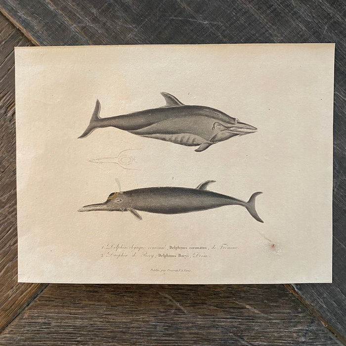 French Antique 18th Century Dolphin Engraving Hand Colored Artwork