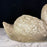 Early British Stone Swan Planter Large