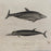 French Antique 18th Century Dolphin Engraving Hand Colored Artwork