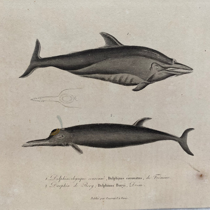 French Antique 18th Century Dolphin Engraving Hand Colored Artwork