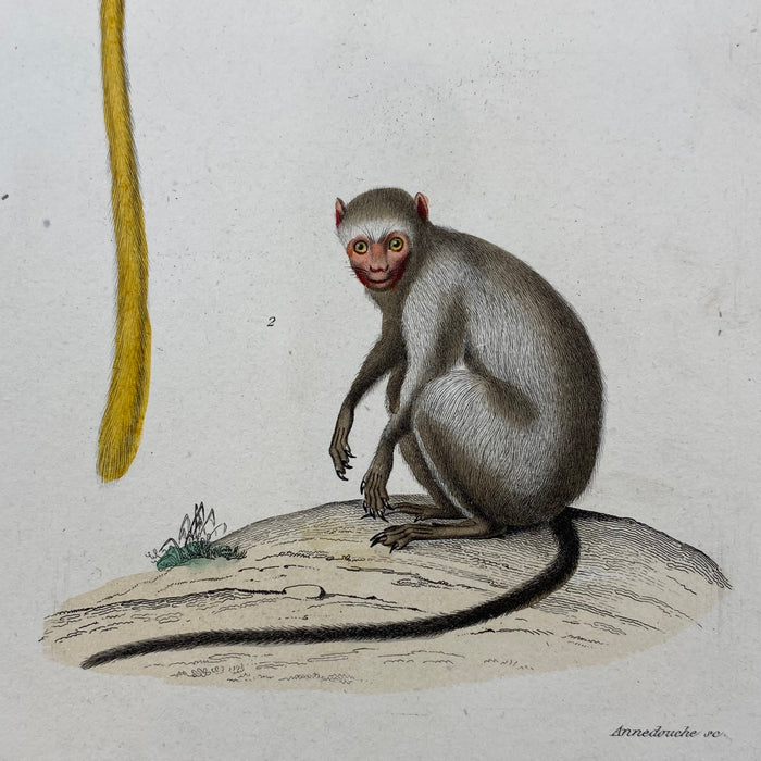 French Antique 18th Century "Le Marikina" Monkey Animal Engraving Hand Colored Signed Artwork