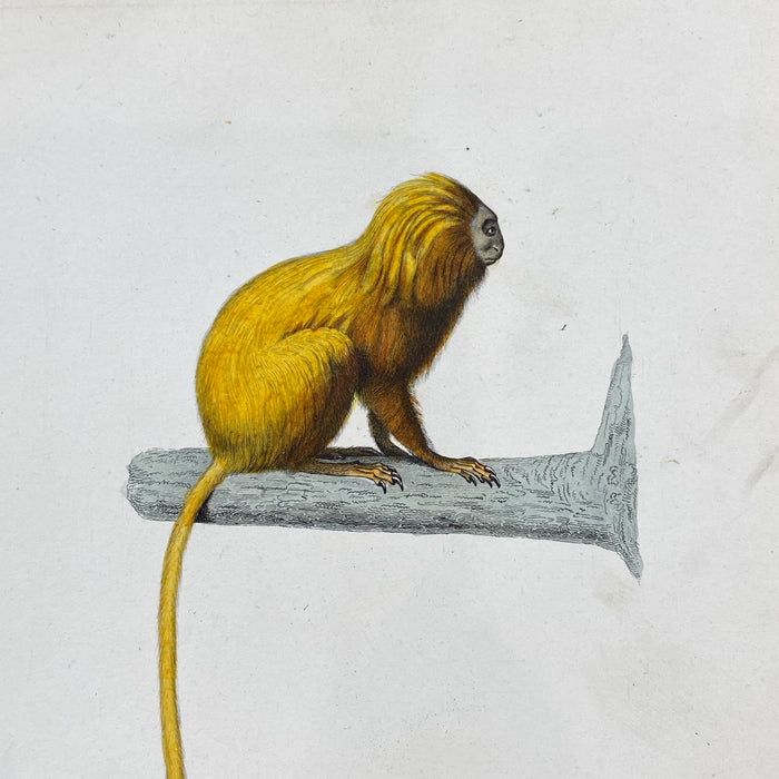 French Antique 18th Century "Le Marikina" Monkey Animal Engraving Hand Colored Signed Artwork