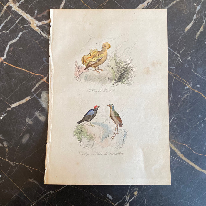 French Antique 18th Century Bird Engraving Hand Colored Signed Artwork