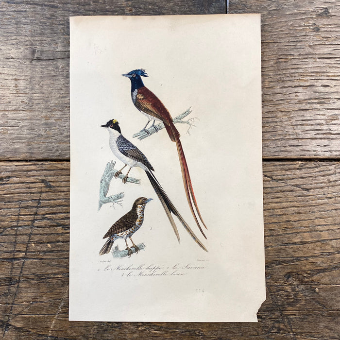 French Antique 18th Century Bird Engraving Hand Colored Signed Artwork