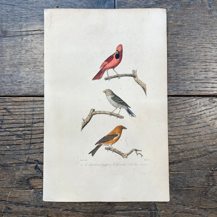 French Antique 18th Century "Le Cardinal Huppe" Bird Engraving Hand Colored Signed Artwork