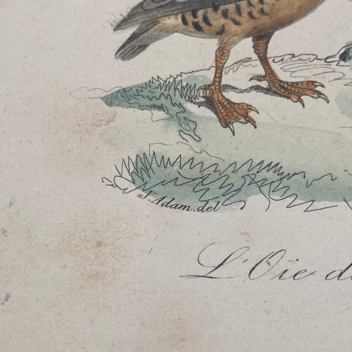 French Antique 18th Century “L’Oie de Guinee” Bird Engraving Hand Colored Signed Artwork