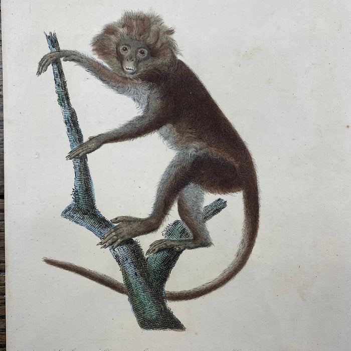 French Antique 18th Century "Le Semnopitheque" Monkey Animal Engraving Hand Colored Artwork