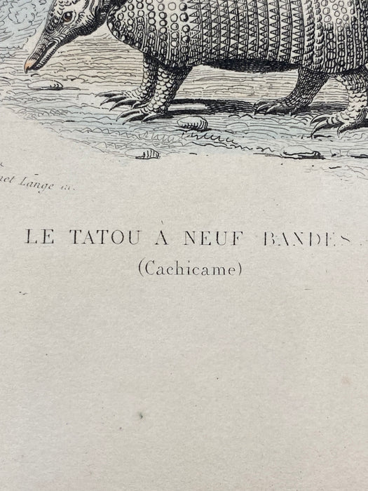 French Antique 18th Century "Le Tatou a Neuf Bandes" Animal Engraving Hand Colored Signed Artwork