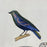 French Antique 18th Century "Le Calybe" Bird Engraving Hand Colored Signed Artwork