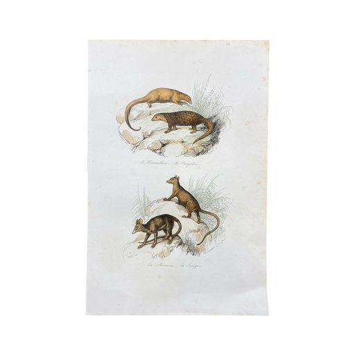 French Antique 18th Century "Le Fourmillier" Animal Engraving Hand Colored Signed Artwork