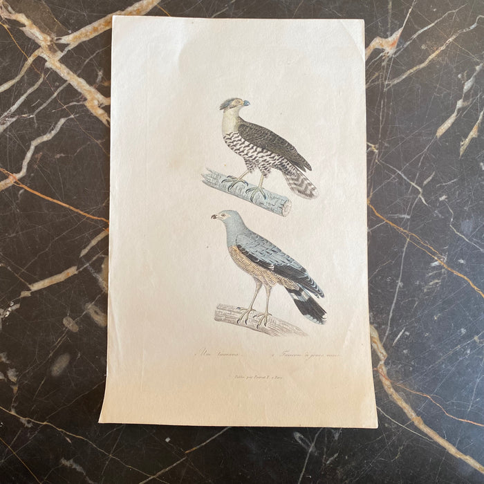 French Antique 18th Century “Publie par Pourrat F. a Paris” Bird Engraving Hand Colored Artwork