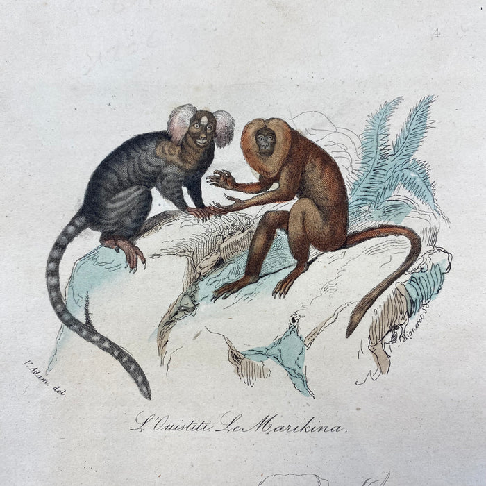 French Antique 18th Century "L'Ouistite" Monkey Engraving Hand Colored Signed Artwork