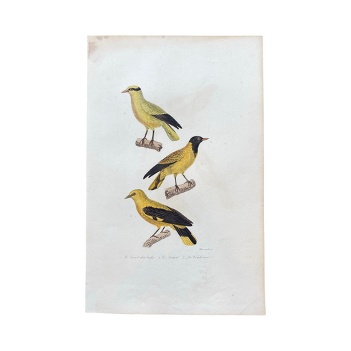 French Antique 18th Century "Le Loriot de Indes" Bird Engraving Hand Colored Signed Artwork