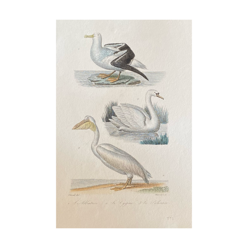 French Antique 18th Century Bird Engraving Hand Colored Signed Artwork