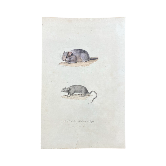 French Antique 18th Century "Le Chinchilla" Chinchilla Engraving Hand Colored Signed Artwork