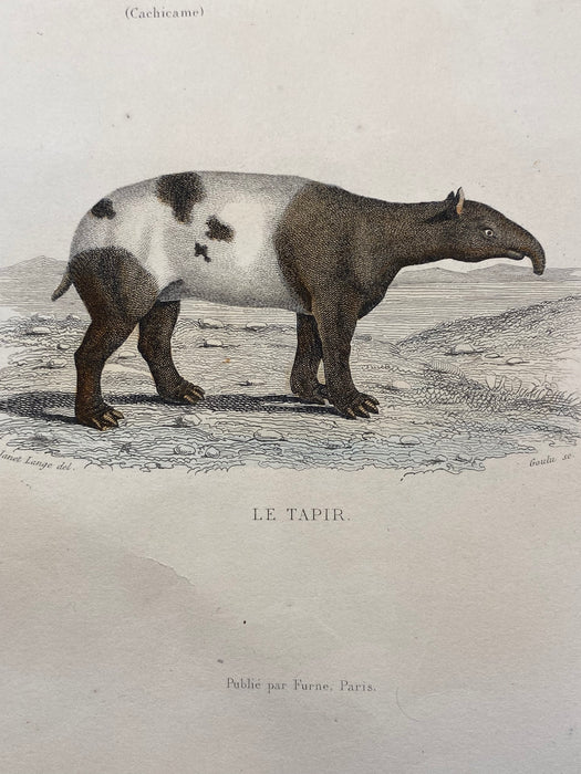 French Antique 18th Century "Le Tatou a Neuf Bandes" Animal Engraving Hand Colored Signed Artwork