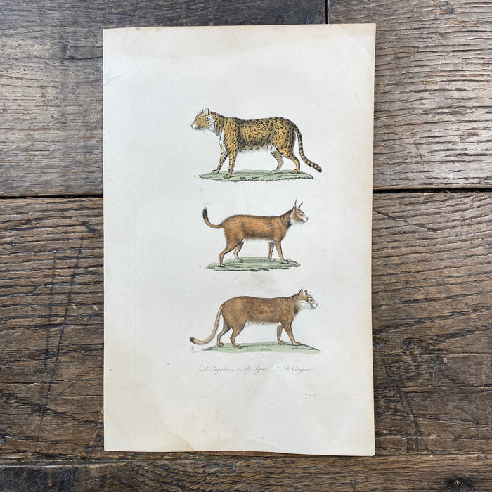 French Antique 18th Century "Le Jaguar" Animal Engraving Hand Colored Artwork