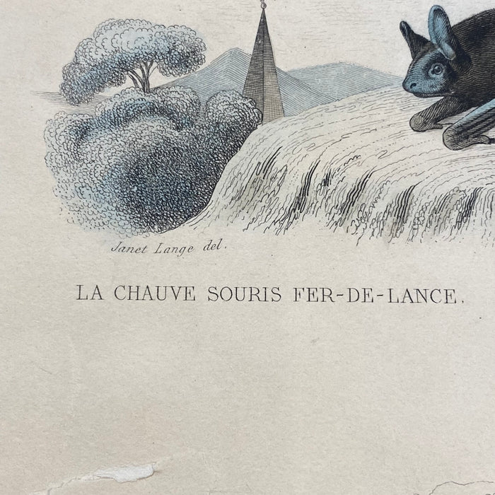 French Antique 18th Century "La Chauve Souris Fer-De-Lance" Bat Engraving Hand Colored Signed Artwork