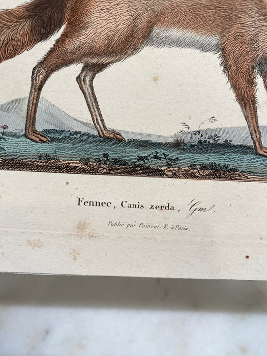 French Antique 18th Century “Fennee” Engraving Hand Colored Artwork